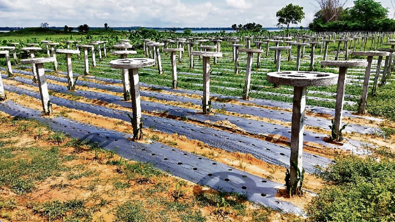 एनवायरमेंट अफसर की नौकरी छोड़ रांची में कर रहा है ड्रैगन फ्रूट की खेती, अगले माह से बाजार में होगी बिक्री