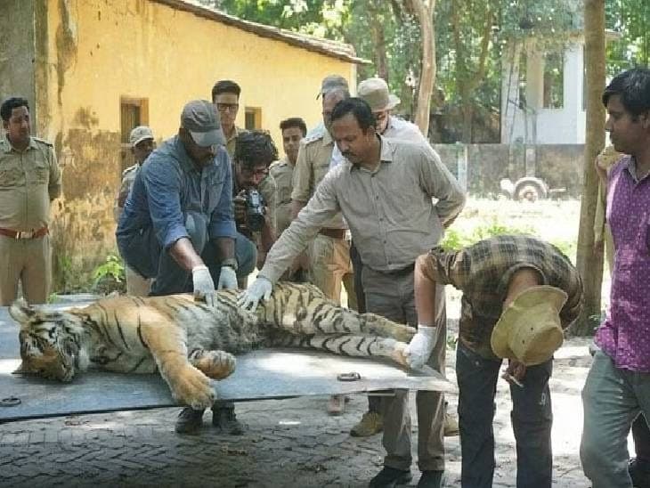 UP News: दुधवा में बाघों की मौत, सीएम योगी आदित्यनाथ ने लिया संज्ञान, वन मंत्री से मांगी जानकारी