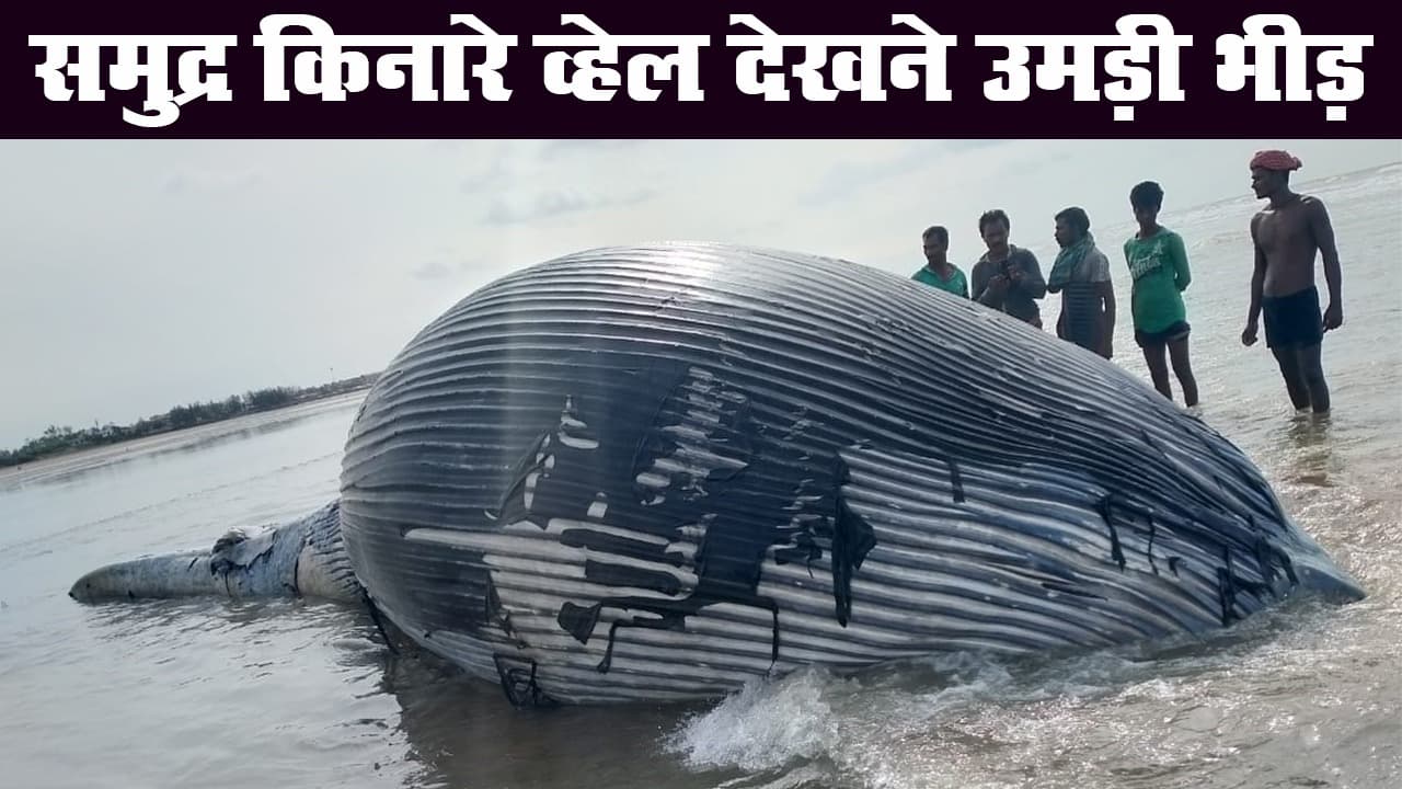 पश्चिम बंगाल में समुद्र किनारे मिली विशाल व्हेल, देखने वालों की लगी भीड़