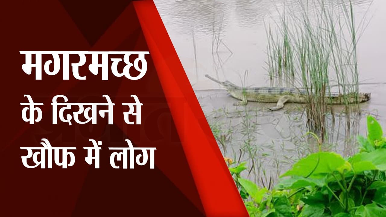 सुल्तानगंज के बाद गोपालगंज में अब दिखा 12 फीट लंबा Crocodile, चकमा देकर खोज रहा शिकार, देखें Video