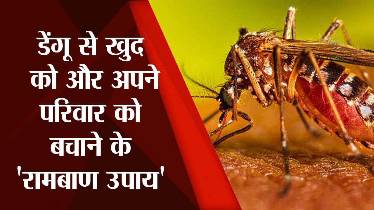 डेंगू होने पर घबराए नहीं, कुछ आसान स्टेप फॉलो कर जल्द हो सकते हैं रिकवर, डॉक्टर की ये सलाह जरूर देखें