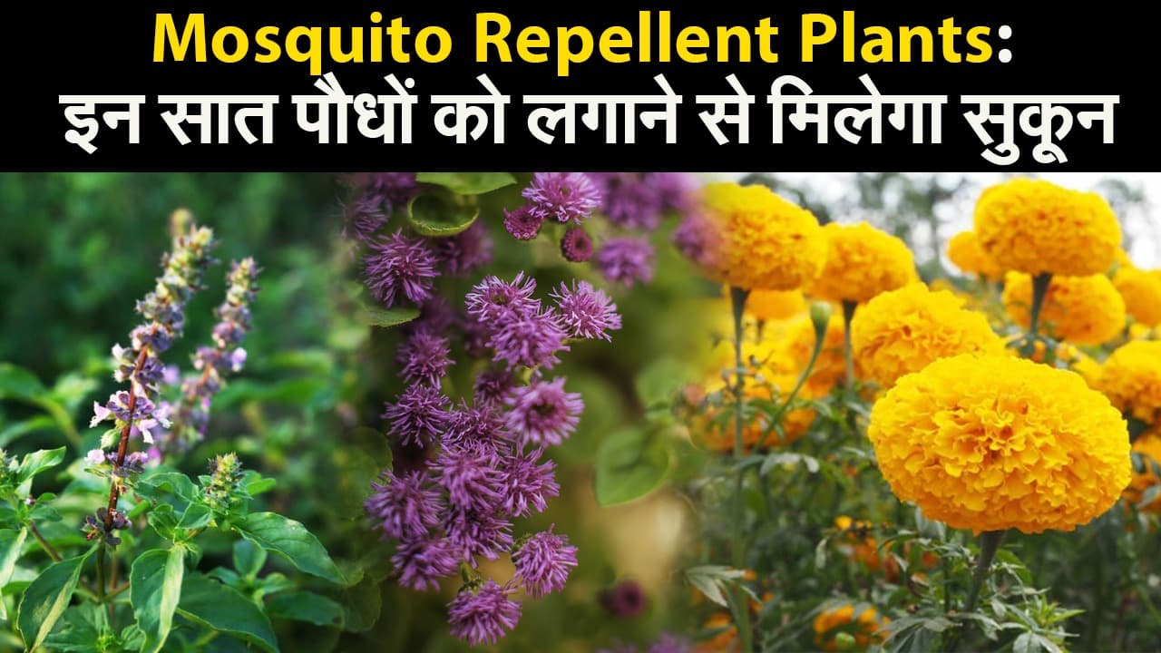 Mosquito Repellent Plants: इन सात पौधों को लगाने से मिलेगा सुकून