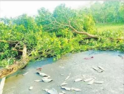 Bihar Weather : आंधी और ओलावृष्टि से दर्जनों पेड़ गिरे, बिजली आपूर्ति बाधित, आम की फसल को क्षति