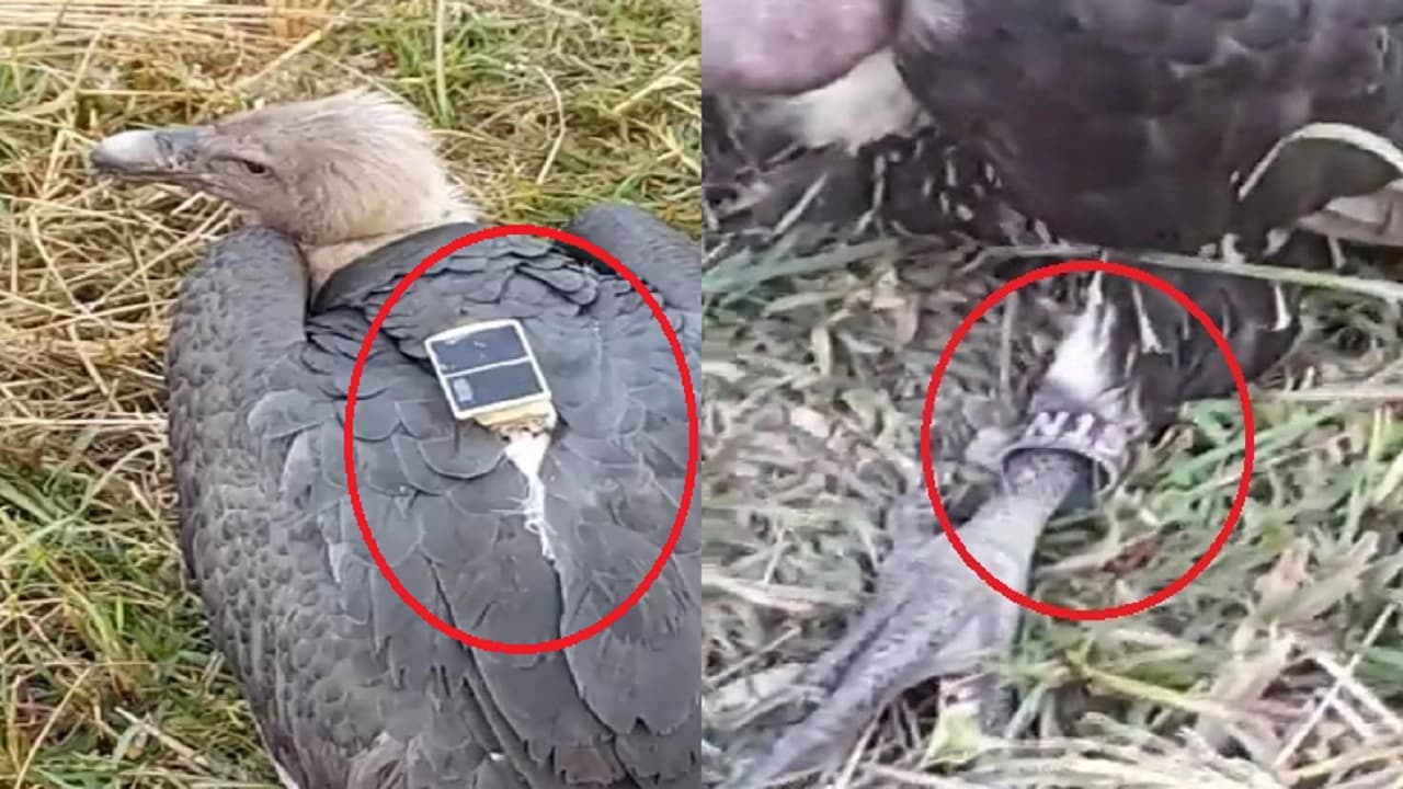 Bihar: दरभंगा में पीठ पर यंत्र लगे गिद्ध से हड़कंप, कोड लिखे रिंग की भी सुलझेगी गुत्थी, जानें मामला