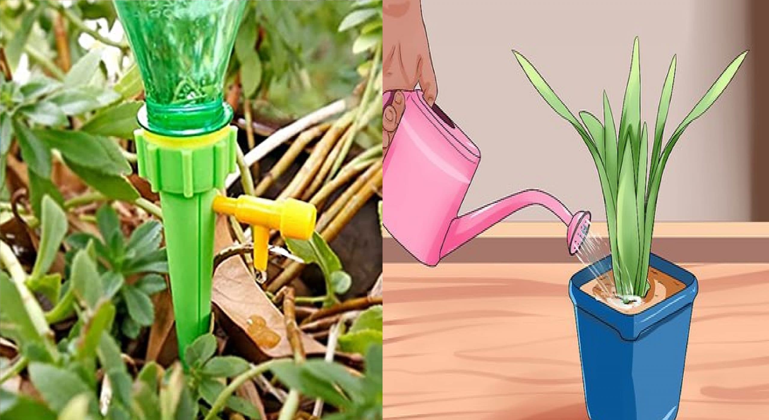 गमलों व कैंपस में लगे पौधों में पानी देता है ऑटोमेटिक मशीन, मुजफ्फरपुर के छात्र ने किया है तैयार