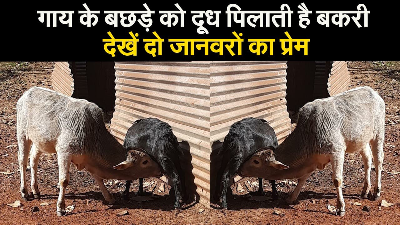 गाय के बछड़े को दूध पिलाती है बकरी, देखें दो जानवरों का प्रेम
