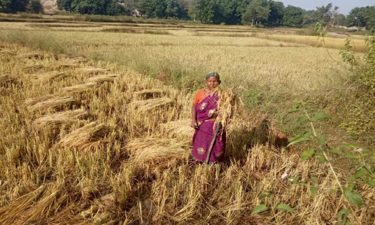 नीतीश सरकार की इस पहल से बढ़ जायेगा दस फीसदी कृषि उत्पादन, ऐसे होगी अब बिहार में खेती