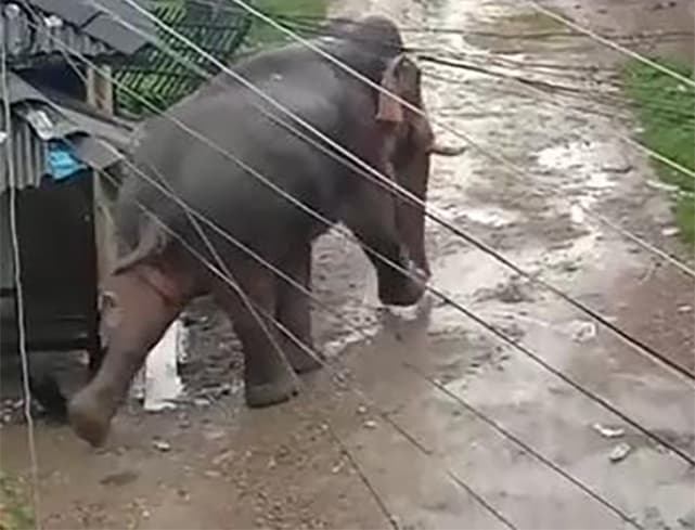 नेपाल के जंगली हाथी का भारत में आतंक, ग्रामीण घर छोड़कर भागे