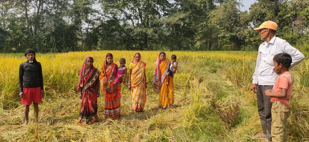 सरायकेला में जंगली हाथियों के झुंड ने मचाया उत्पात, फसलों को रौंदा, अब ग्रामीण कर रहे हैं मुआवजे की मांग