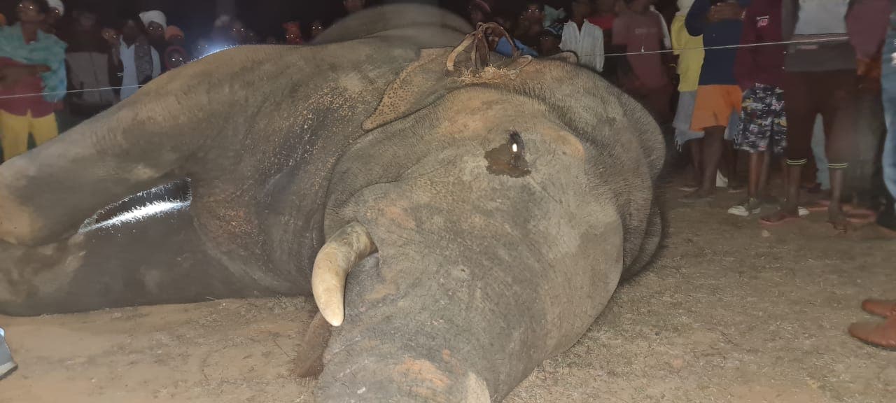 रहस्यमय परिस्थिति में हाथी की मौत