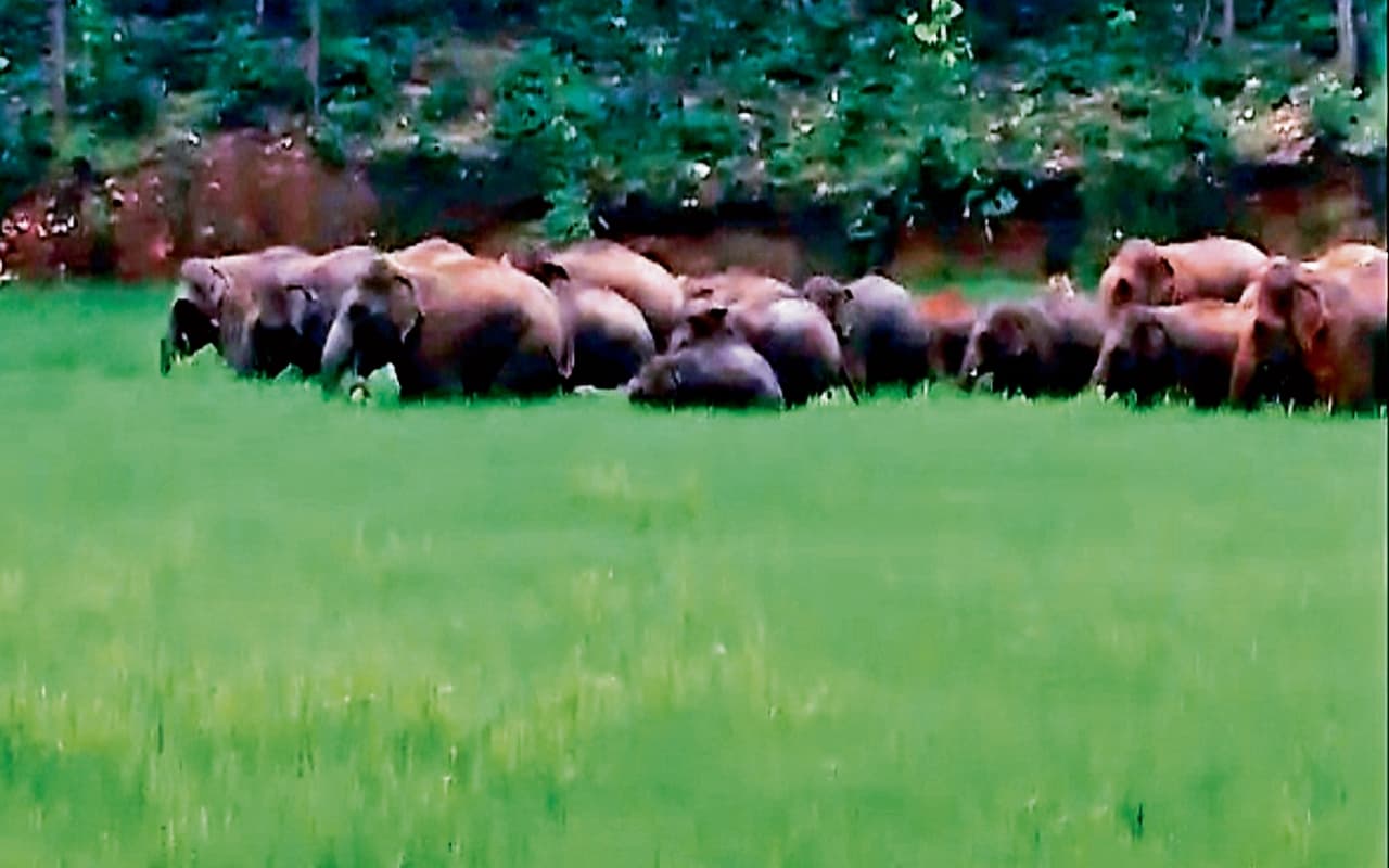 पानी और भोजन की तलाश में बच्चों संग बोकारो में भटक रहे 32 हाथी, कहीं घर तोड़ रहे, तो कहीं फसल कर रहे बर्बाद