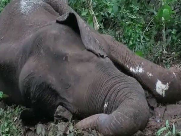 Chaibasa News: पत्ता तोड़ने जंगल गयी अधेड़ महिला को हाथियों ने पटककर मार डाला