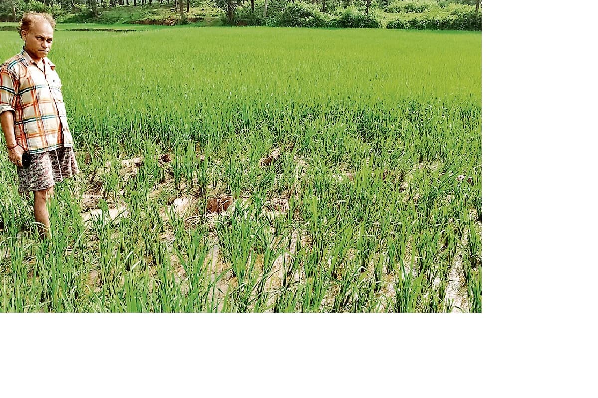 झारखंड के इस गांव की सीमा में हाथियों के प्रवेश करते ही बजने लगेगा हूटर, विभाग ने मशीन लगाने का भेजा प्रस्ताव