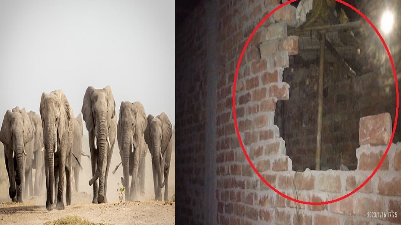 नेपाल से आकर बिहार में तबाही मचा रहा हाथियों का झुंड, मकान की दीवार को तोड़ा, रतजगा कर रहे ग्रामीण