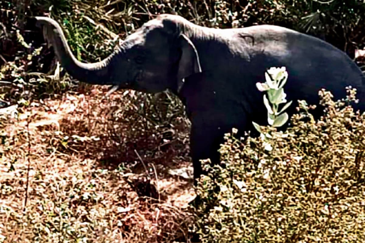 हजारीबाग में हाथियों का आतंक, शहरी इलाकों में घुसकर 3 को मार डाला, 2 घायल