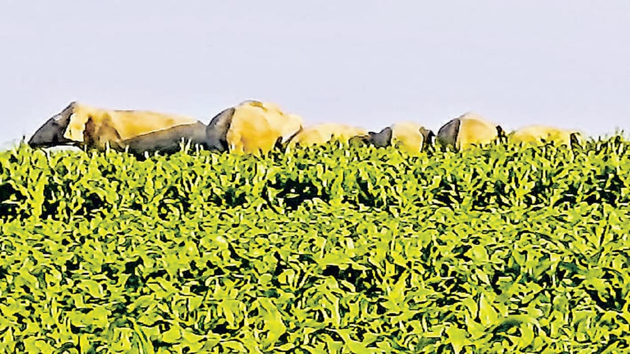 नेपाल के जंगल से आए हाथियों का किशनगंज में कहर, भय से ग्रामीणों की नींद गायब, मक्के की खेती पर भी ग्रहण