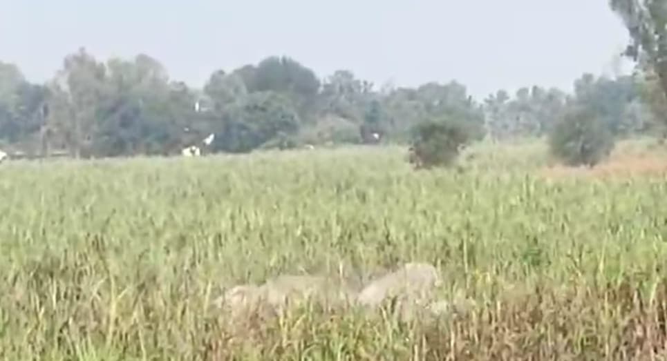 Pilibhit News: नेपाल से आए हाथियों ने पीलीभीत में मचाया तांडव, सैकड़ों एकड़ फसल बर्बाद