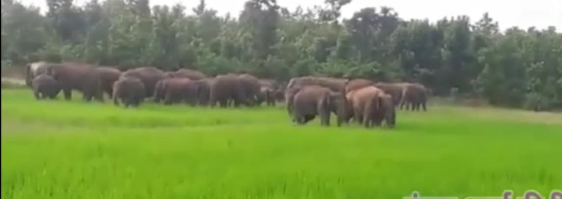झारखंड में नहीं थम रहा हाथियों का उत्पात, 30 हाथियों का झुंड पहुंचने से दहशत में रांची के ग्रामीण
