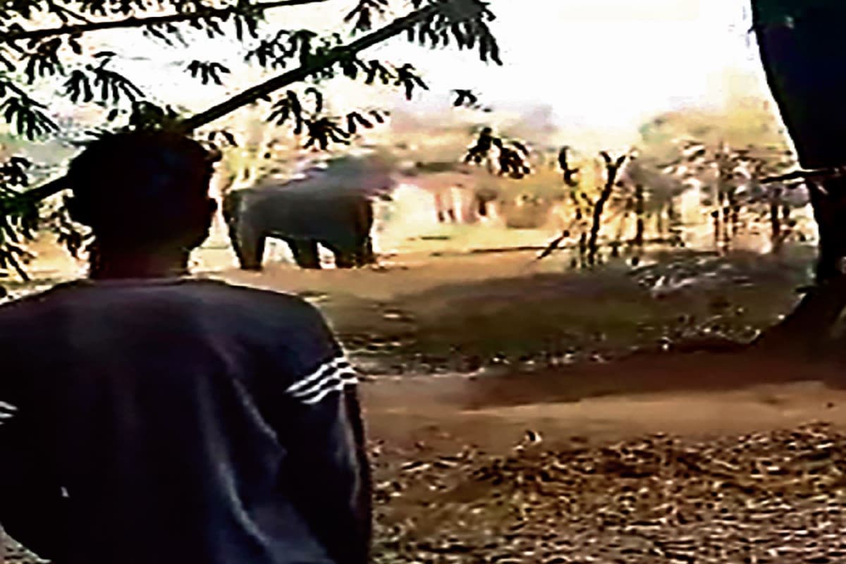 झारखंड में हाथियों का आतंक, लोहरदगा के बाद रांची में 4 को मार डाला, इलाके में धारा-144 लागू