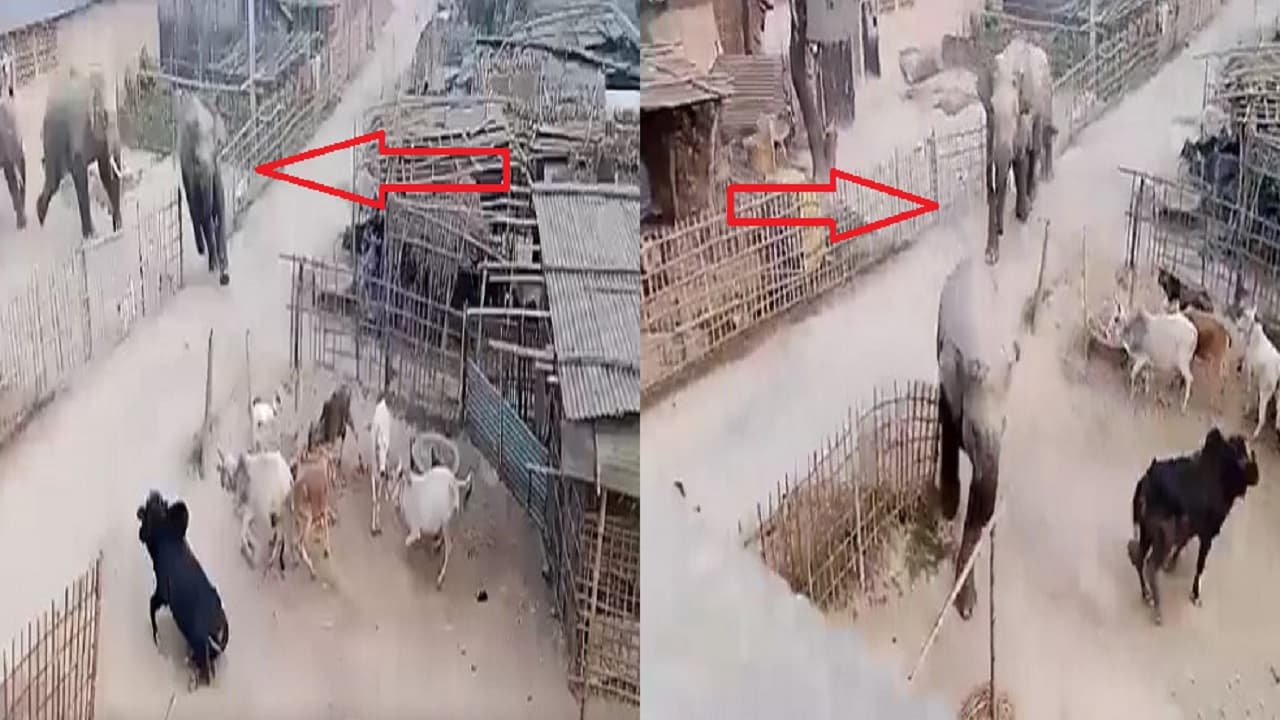VIDEO: नेपाली जंगली हाथियों की चिंघाड़ व तबाही से थर्रा रहे बिहार के गांव, अब सीमा पर लगेगी विशेष मशीन