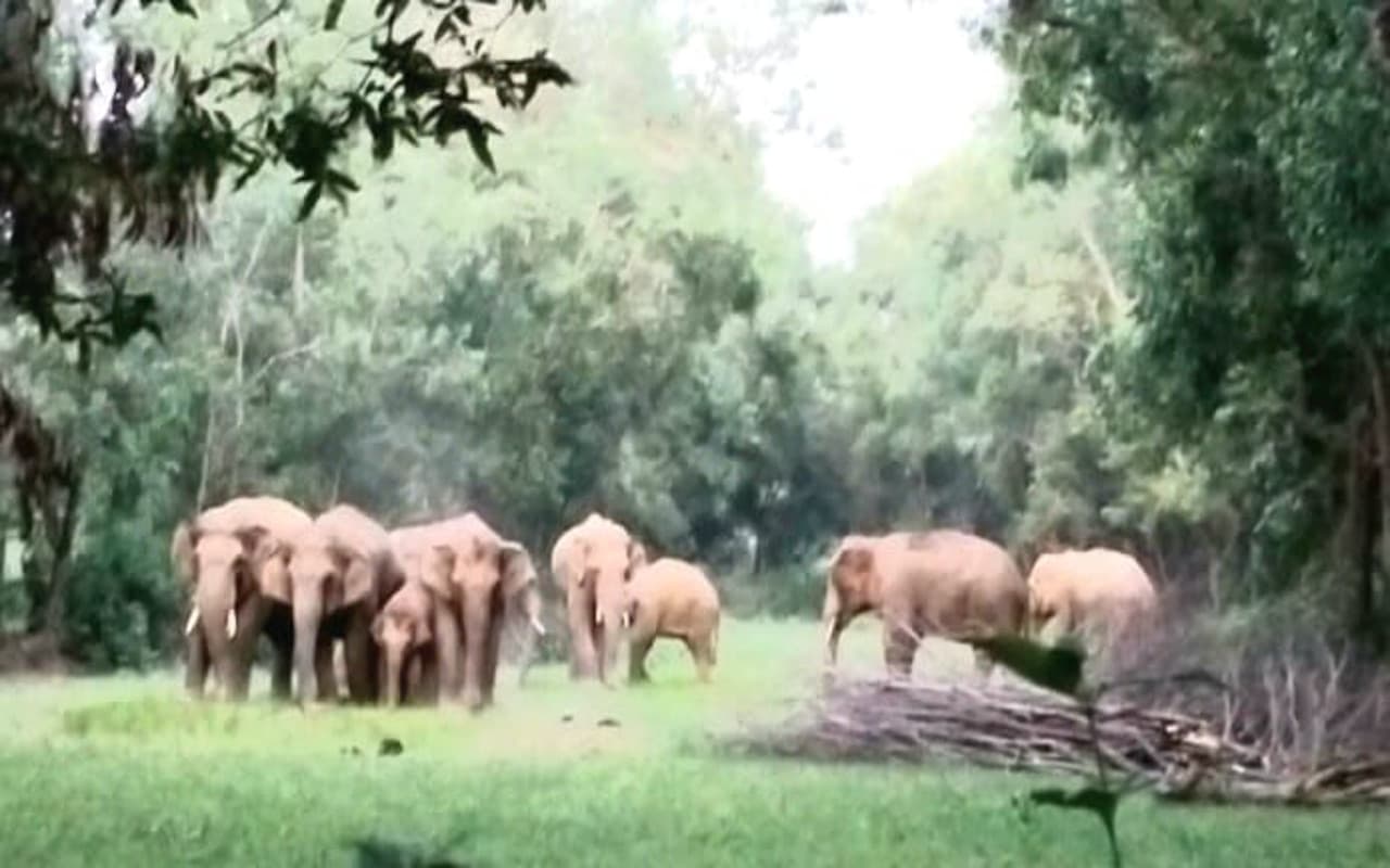 बोकारो के हुरदाग और झुमरा पहाड़ में हाथियों ने कई घरों को किया क्षतिग्रस्त, डरे- सहमे हैं ग्रामीण