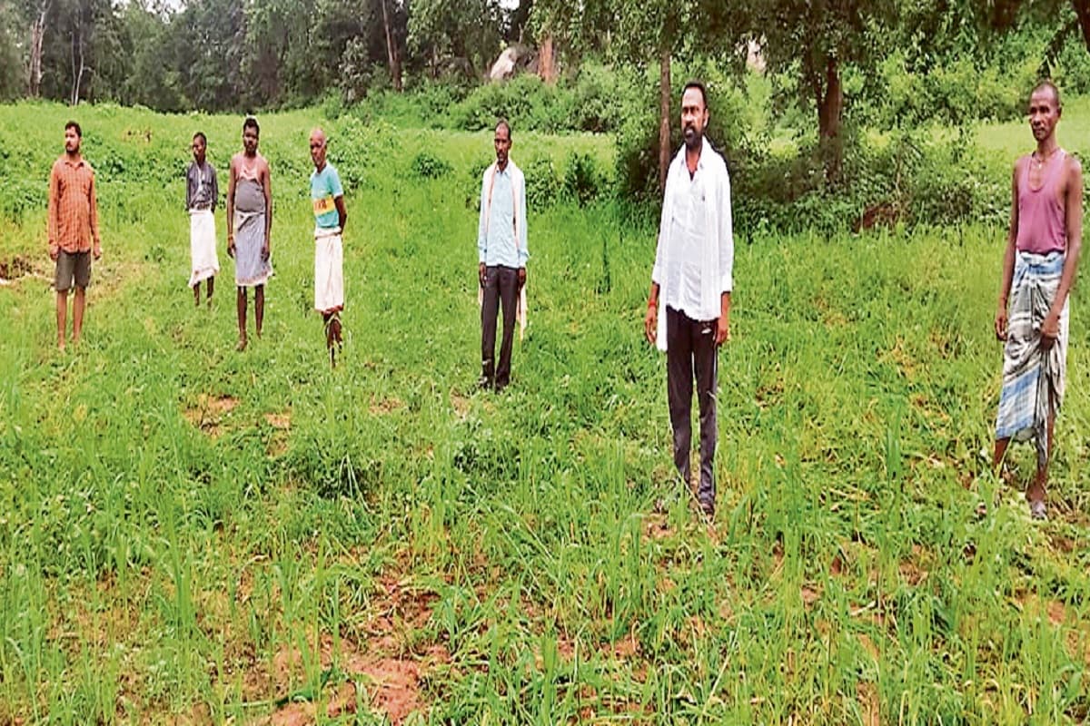 हाथियों के झुंड ने सात एकड़ में लगी फसल को पहुंचाया नुकसान, ग्रामीणों की हुई नींद हराम