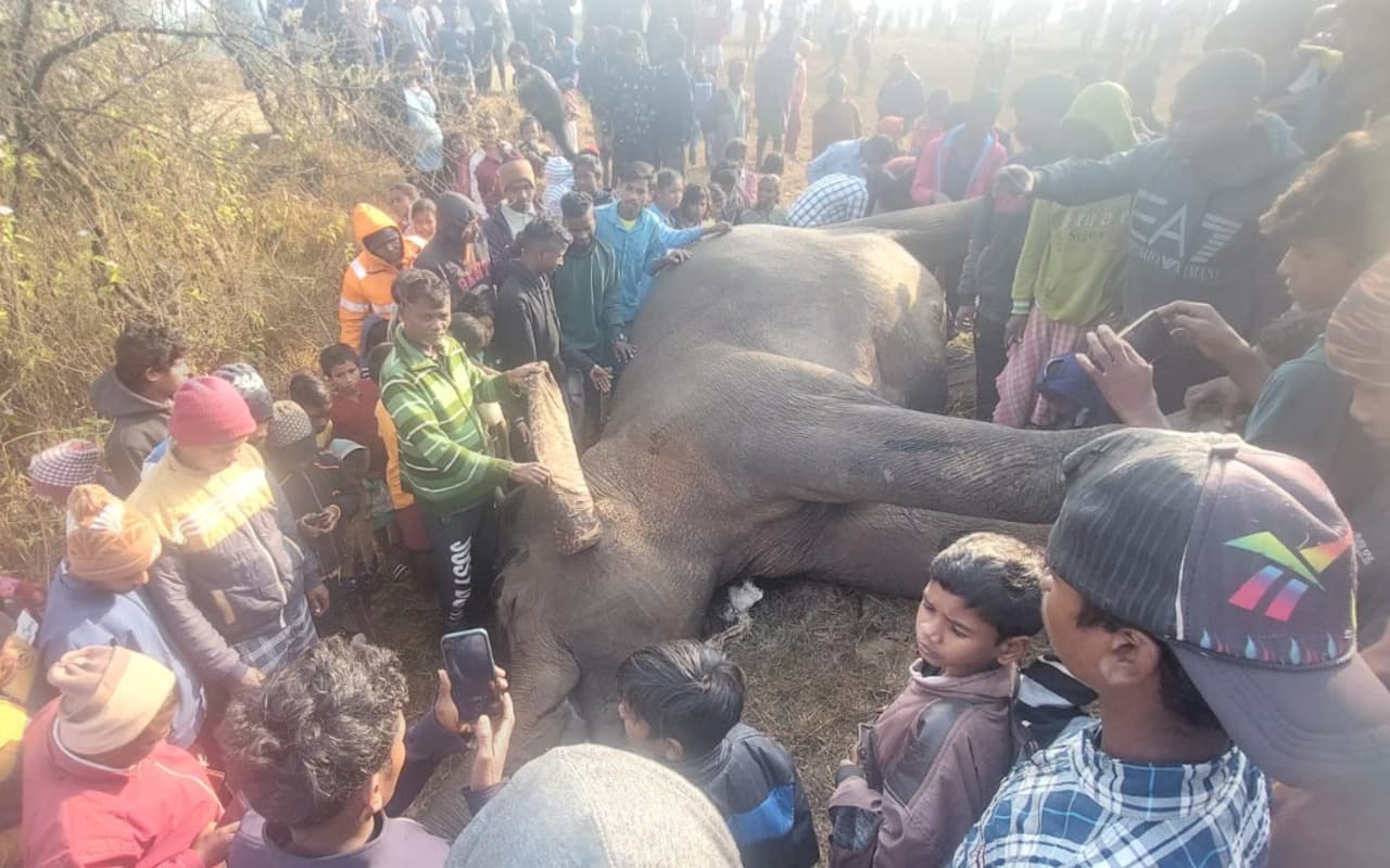 Jharkhand News: पश्चिमी सिंहभूम के जैंतगढ़ में हाईटेंशन तार ने एक हाथी की ली जान, कौन है जिम्मेवार?