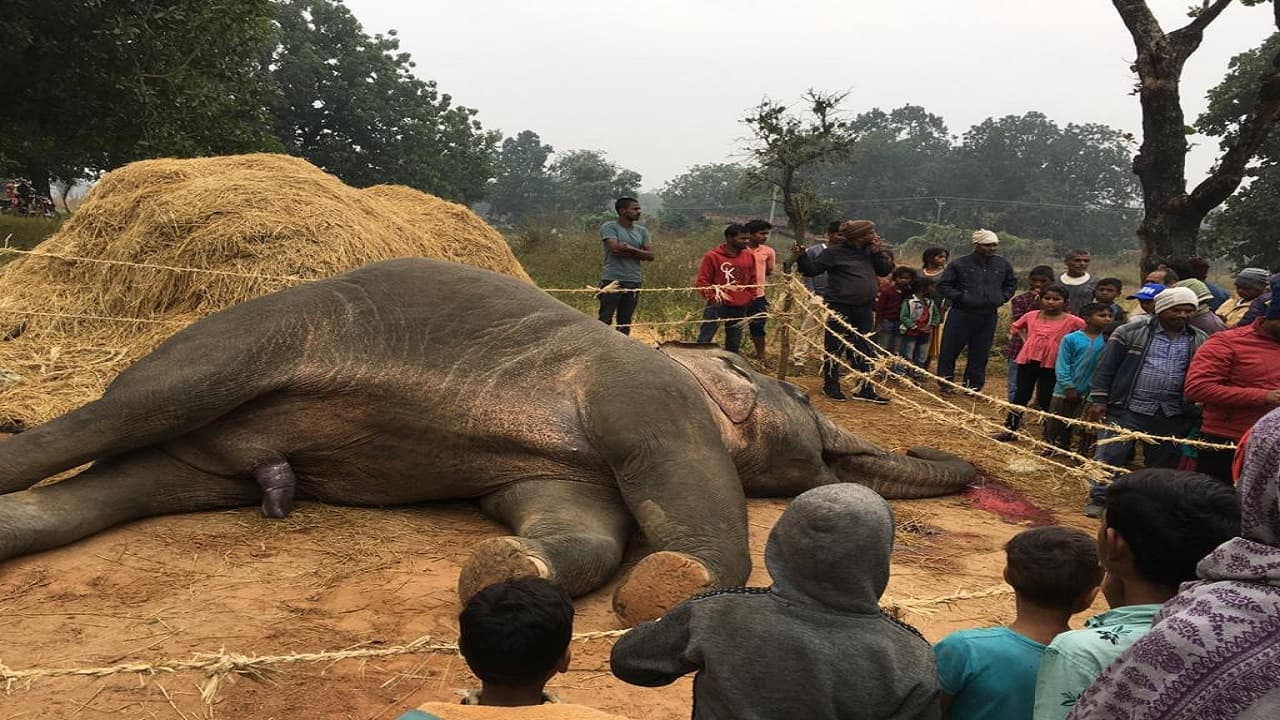 Jharkhand News : थम नहीं रहा हाथियों का उत्पात, धान चट कर रहे एक हाथी की मौत, सूंड से हो रही थी ब्लीडिंग