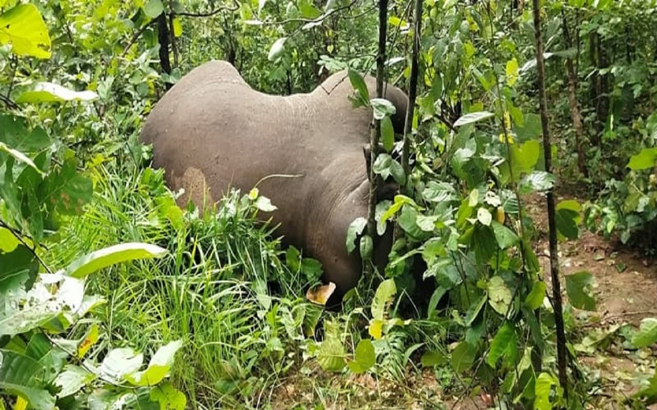 Jharkhand News: झारखंड में हाथी की मौत, वन विभाग के अफसरों के पहुंचने से पहले ही काटकर ले भागे दोनों दांत