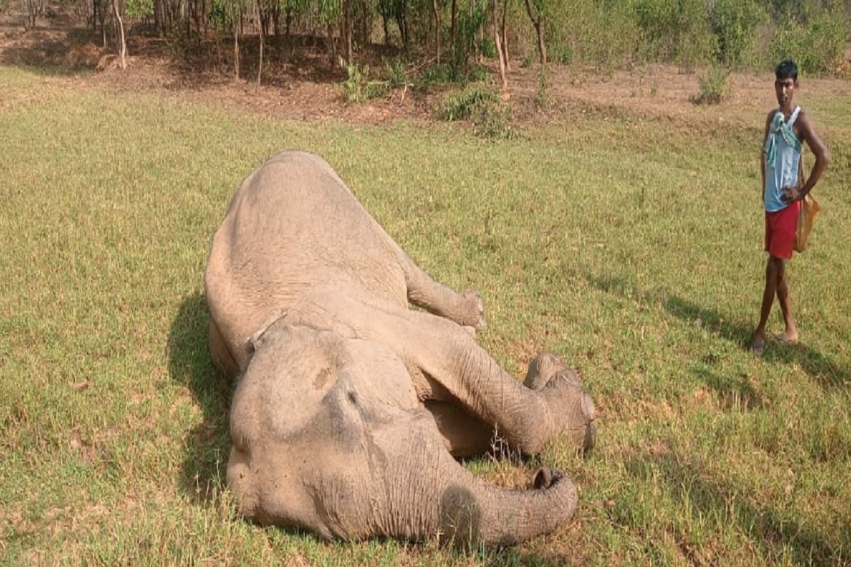 सरायकेला में बीमार हाथी की मौत, चिकित्सक कर रहे हैं पोस्टमार्टम की तैयारी