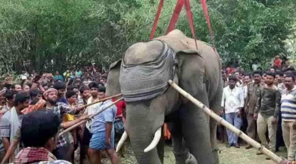 बीरभूम: जंगली हाथी ने वन कर्मी को उठाकर पटका, हुई मौत, रात भर मशाल लेकर दौड़ते रहे ग्रामीण