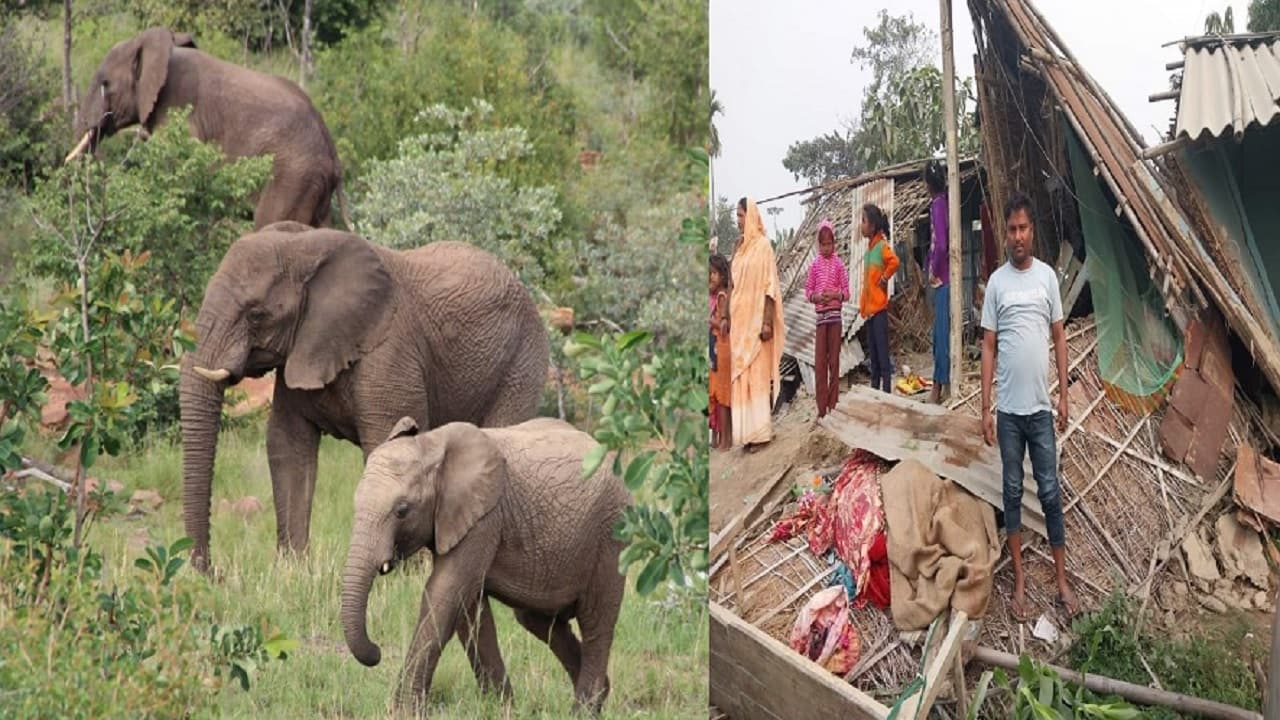 बिहार में आधी रात को तबाही मचाता है जंगली हाथियों का झुंड, 2 लोगों की ले चुके जान, घरों को कर रहे तहस-नहस