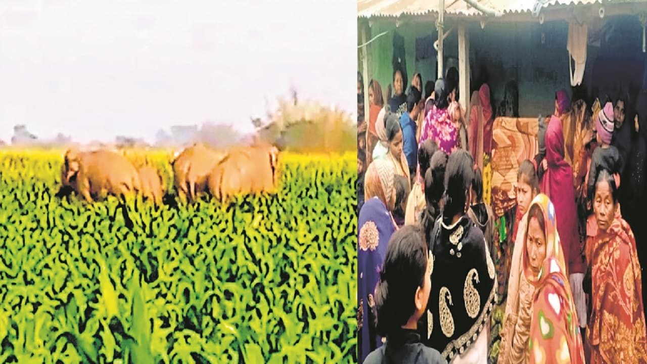 Bihar: किशनगंज में हाथी ने महिला को पटक कर मार डाला, नेपाल से आकर तबाही मचा रहा जंगली हाथियों का झुंड