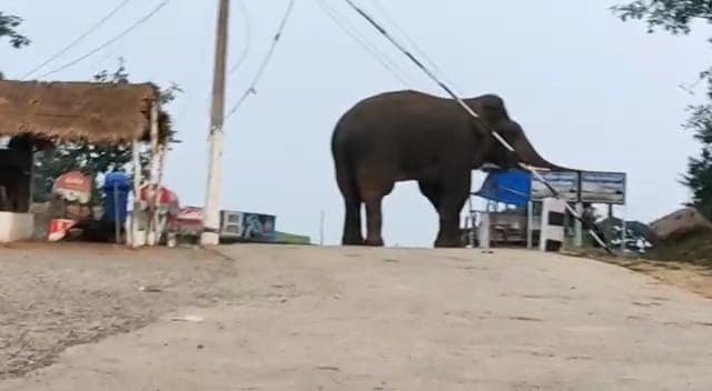 सीवान: शादी समारोह में DJ की तेज आवाज से भड़का हाथी, गुस्से में किया जमकर उत्पात