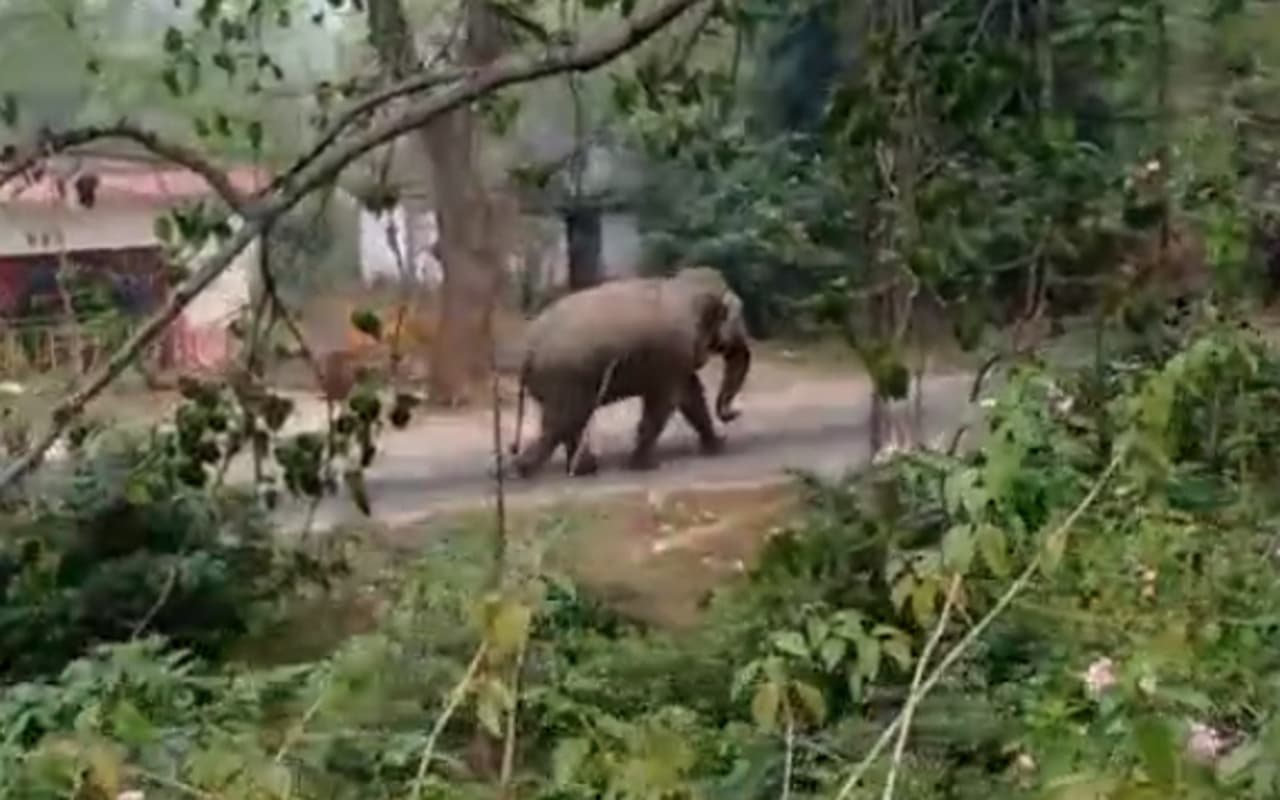 गिरिडीह : शौच के लिए गये मजदूर को हाथी ने कुचला, मौत