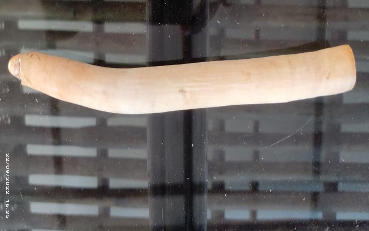 Palamu Tiger Reserve के लाटू जंगल में मिला हाथी दांत, तस्कर फरार, जांच में जुटा वन विभाग