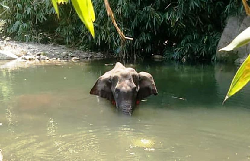 केरल में गर्भवती हथिनी की मौत मामले में एक आरोपी गिरफ्तार,  पोस्टमॉर्टम रिपोर्ट में दर्दनाक खुलासा