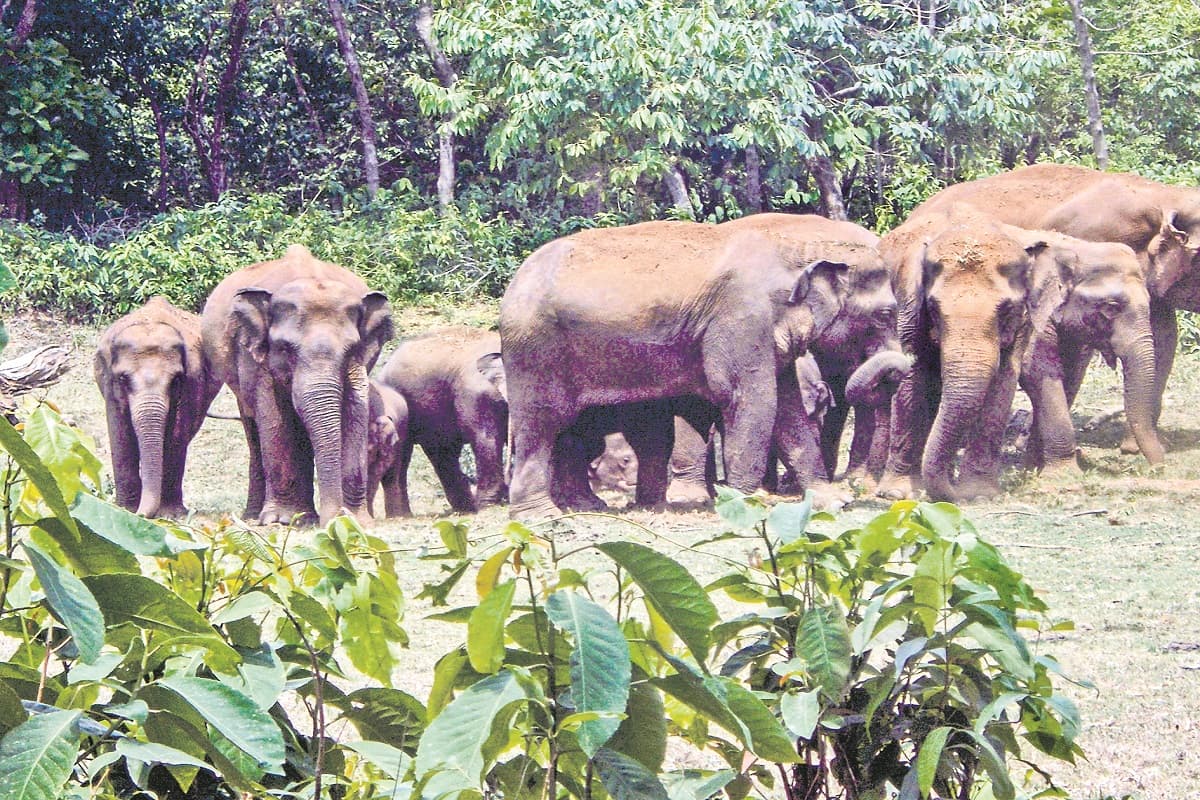 ओडिशा में हर साल इतने हाथियों की हो रही मौत, मंत्रालय करे हस्तक्षेप