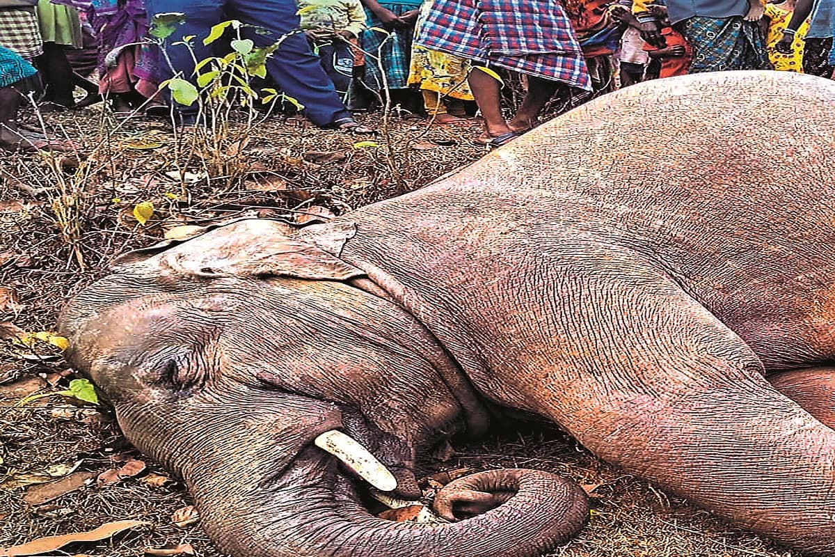 ओडिशा के क्योंझर में हाइटेंशन तार के संपर्क में आकर हाथी की मौत