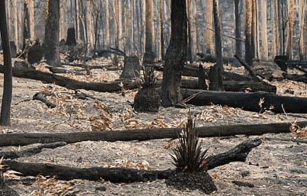 पर्यावरण की बेहतरी