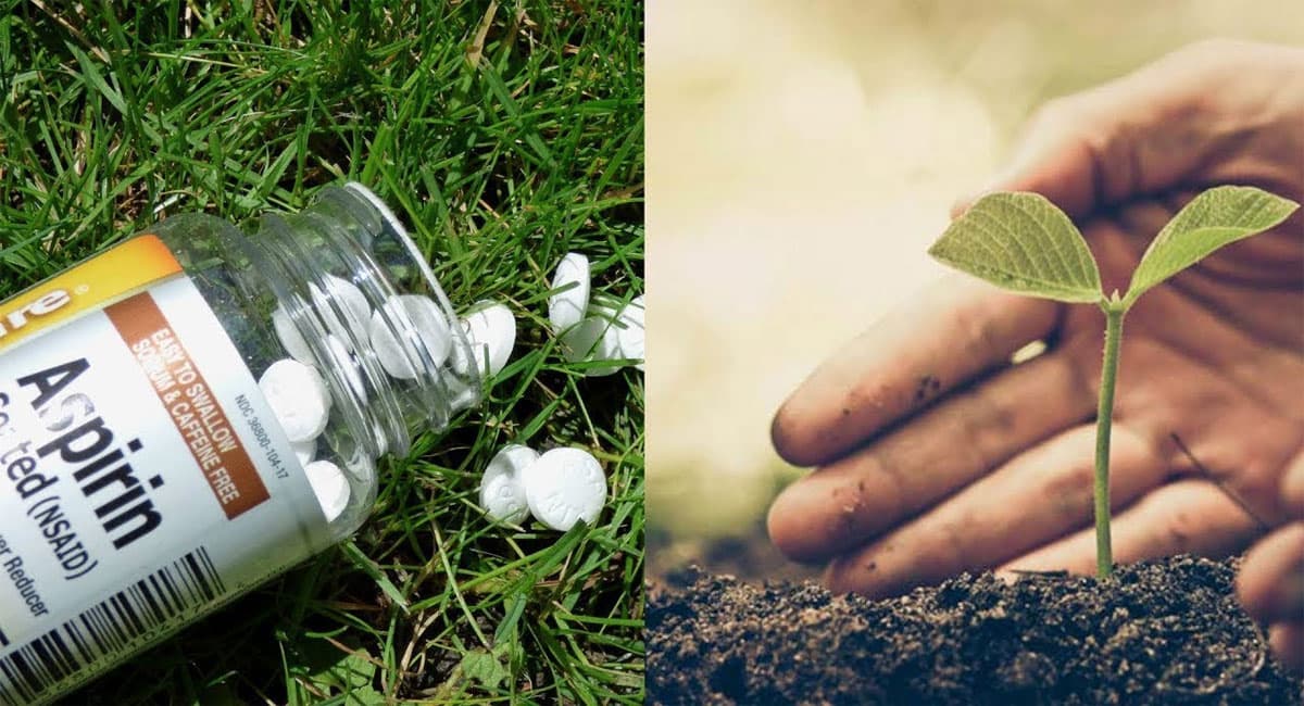 Expired Medicine Use: एक्सपायर्ड मेडिसिन का गार्डन एरिया में ऐसे करें इस्तेमाल, खिल उठेगा आपका बगीचा