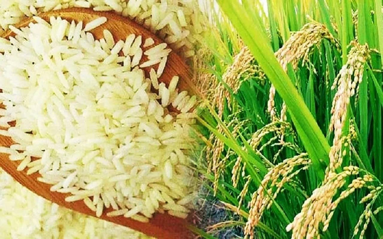 Rice Export Ban: सरकार ने चावल के निर्यात पर लगाया प्रतिबंध, कितना करेगा प्रभावित?