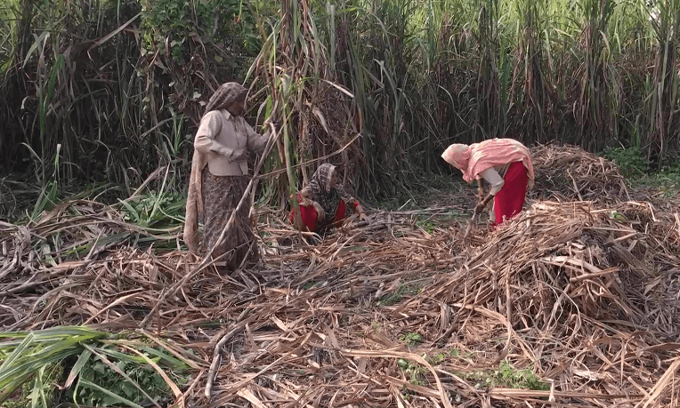Farmers Protest: किसान आंदोलन में शामिल होने दिल्ली गए घर के पुरुष सदस्य तो महिलाओं ने संभाली खेतों की कमान