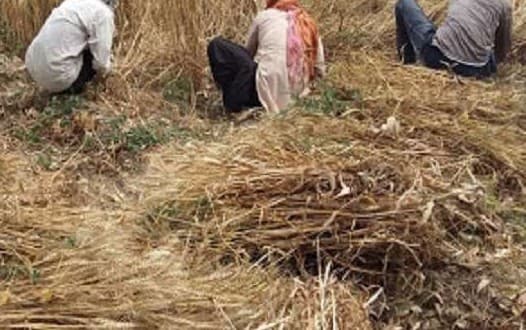 अच्छी बारिश ने धान में लगवाई किसानों की जमा पूंजी, अब मौसम के दगा देने से खेतों में पड़ने लगी दरारें...