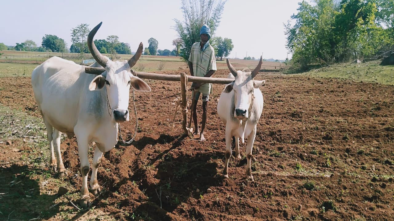 Explainer: झारखंड के 30 लाख सूखा प्रभावित किसानों को मिलेंगे 3500 रुपये, जानें कैसे मिलेगा लाभ