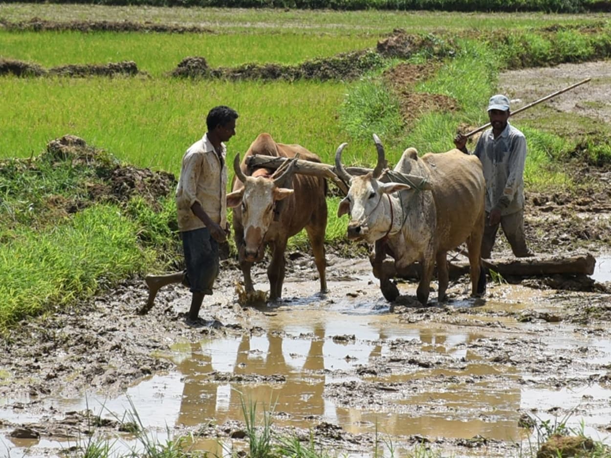 UP News: यूपी के 40 जिलों में औसत से कम बारिश, सीएम योगी आदित्यनाथ बोले- हर कदम पर किसानों के साथ है सरकार