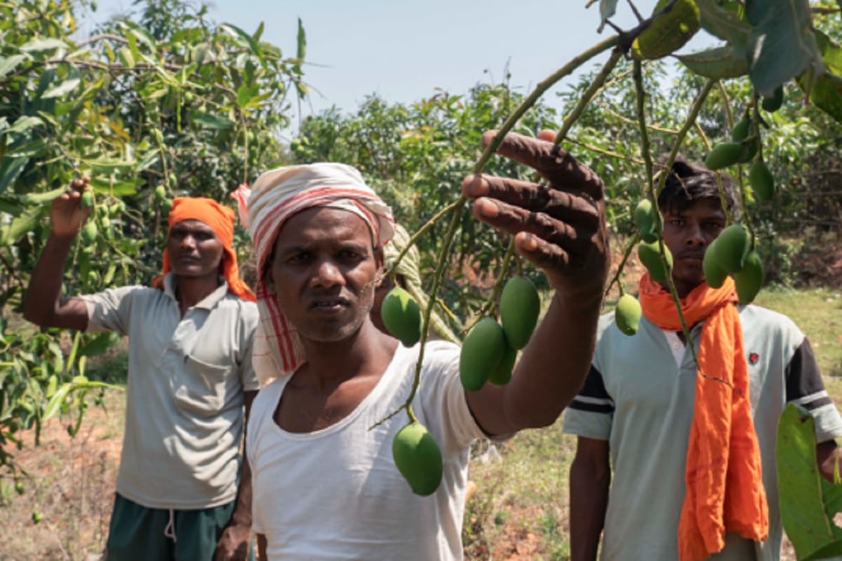 झारखंड के इन 9 किसानों ने बंजर भूमि में लगाये आम के पौधे, आज हो रही है अच्छी आमदनी