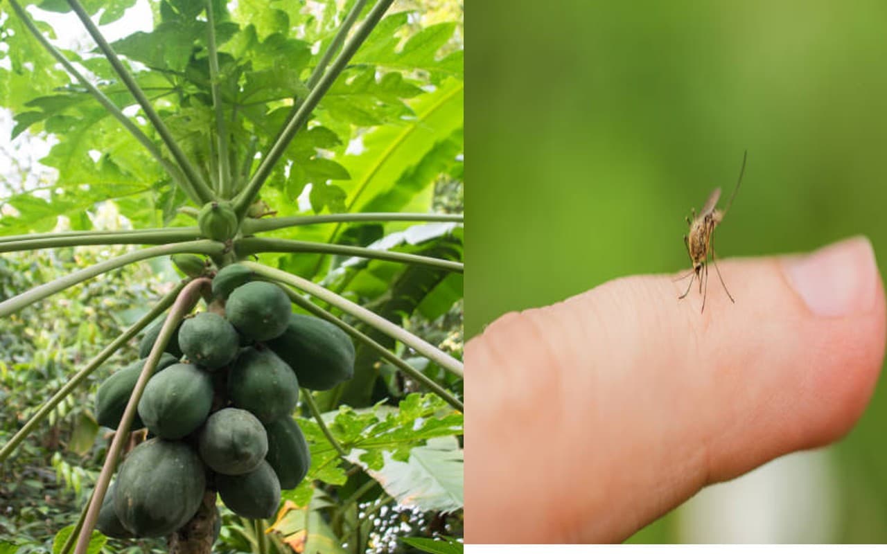 मानसून में डेंगू और मलेरिया का खतरा, ऐसे बढ़ाएं ब्लड प्लेटलेट्स