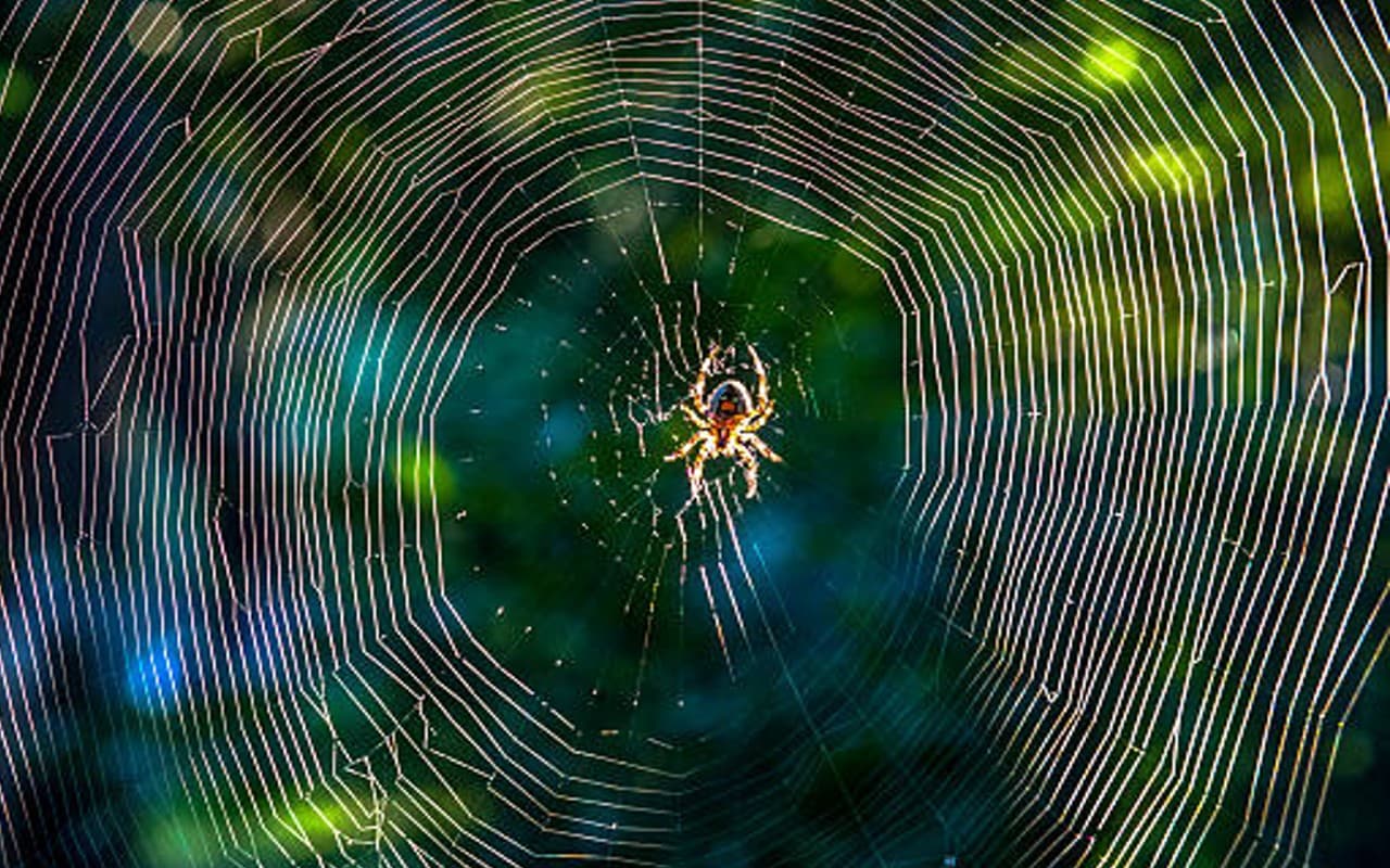 घर में मकड़ियां और जाला से हैं परेशान तो अपनाएं ये हैं 6 टिप्स, वास्तु दोष भी होगें दूर