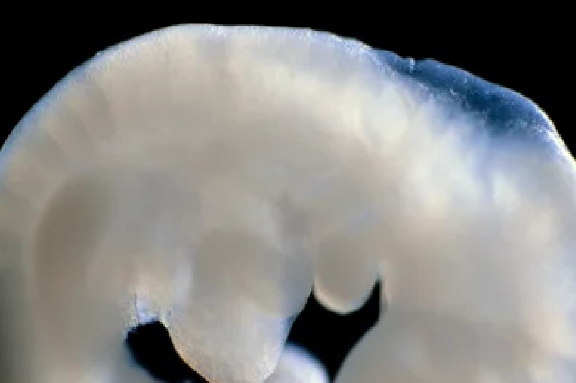 जानवरों में इंसानी भ्रूण विकसित करने को मिली मंजूरी, कई देशों ने इस शोध को बताया खतरनाक